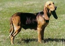 COPOI DE JURA - TIP BRUNO